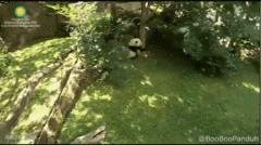 �����������ţ���ֱ����è�����汻������������ը���ˡ���